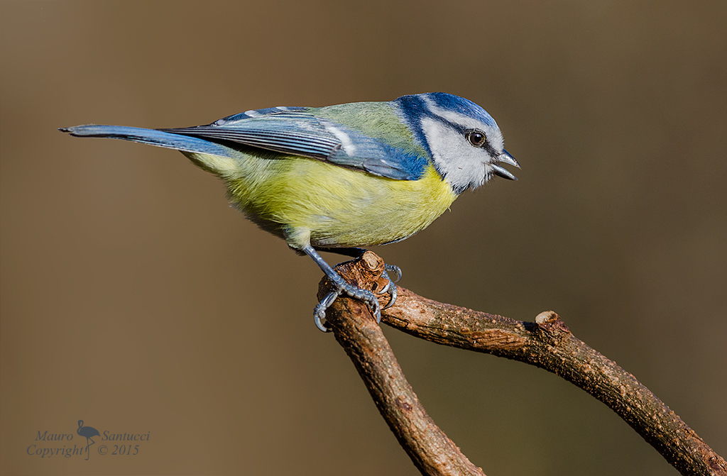 Cinciarella_DSC8593.jpg
