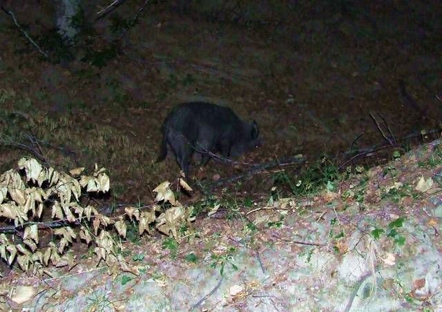 Cinghiale 05 [640x480].jpg