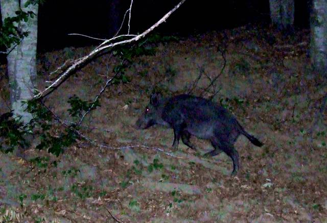 Cinghiale 07 [640x480].jpg
