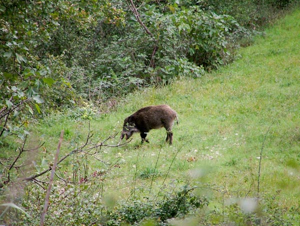 cinghiale.jpg