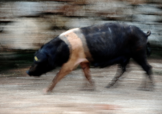 cintasenese.jpg