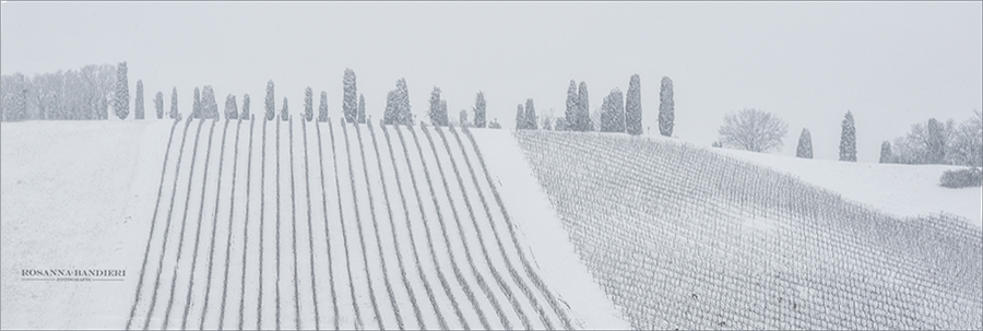 cipressi.jpg