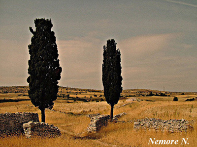 CIPRESSI.jpg