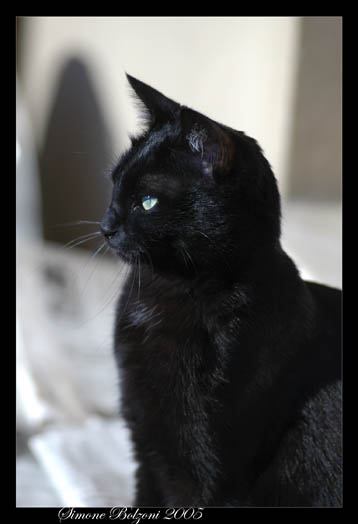 Cleo 2.JPG