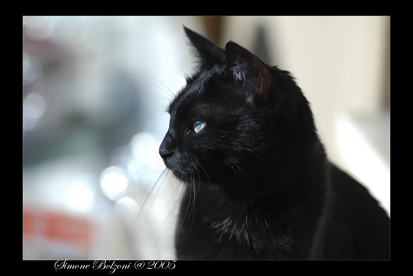 Cleo 3.JPG