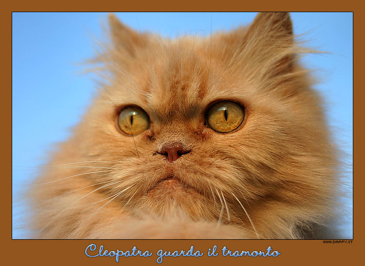 cleopatra_guarda_il_tramont.jpg