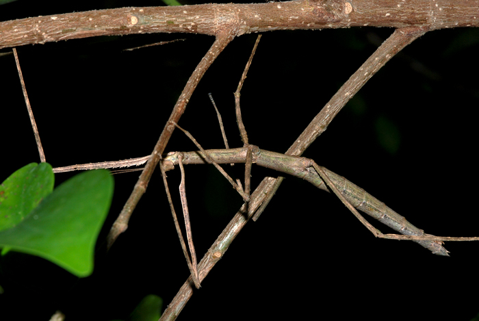 Clonopsis_gallica_1.jpg