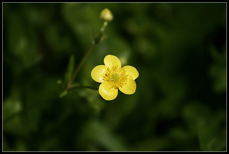 Close-up-di-Un-Fiorellino.jpg