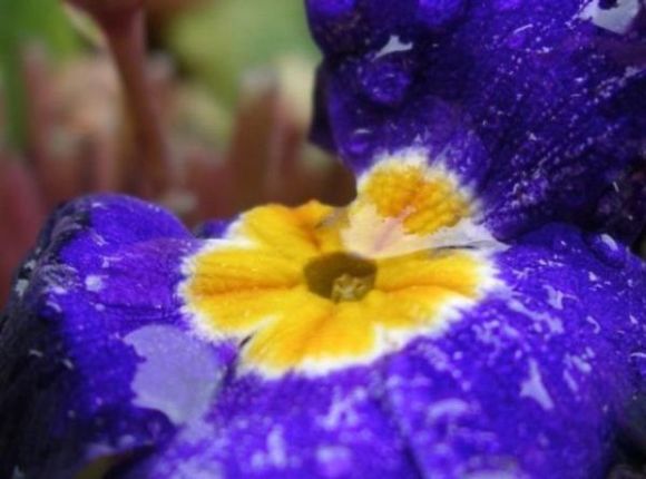 closeup flower.jpg