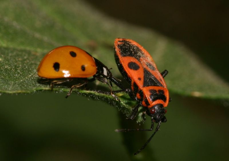 coccinella-carabiniere-ori.jpg