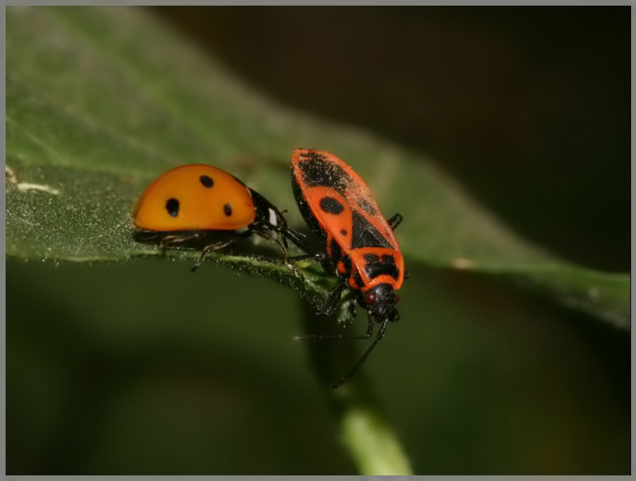 coccinella-carabiniere.jpg