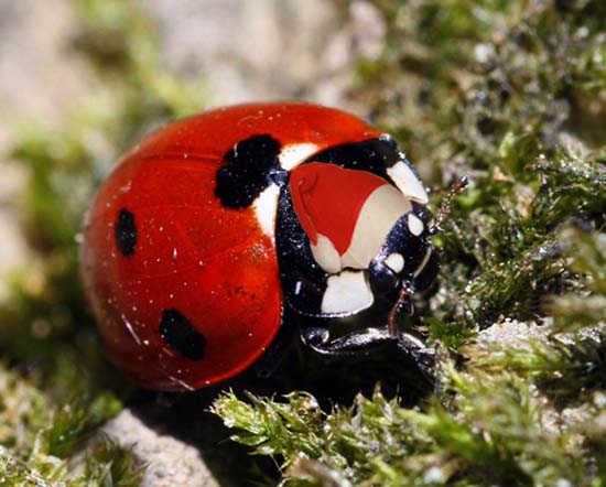 coccinella-nat.jpg