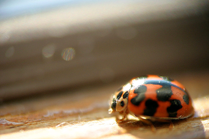 coccinella.jpg