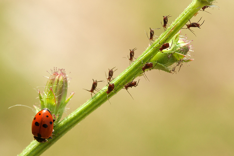 coccinella1.jpg