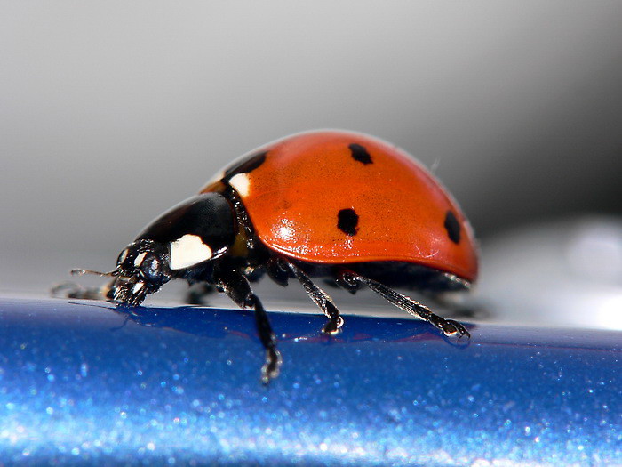 Coccinella1_resize.jpg