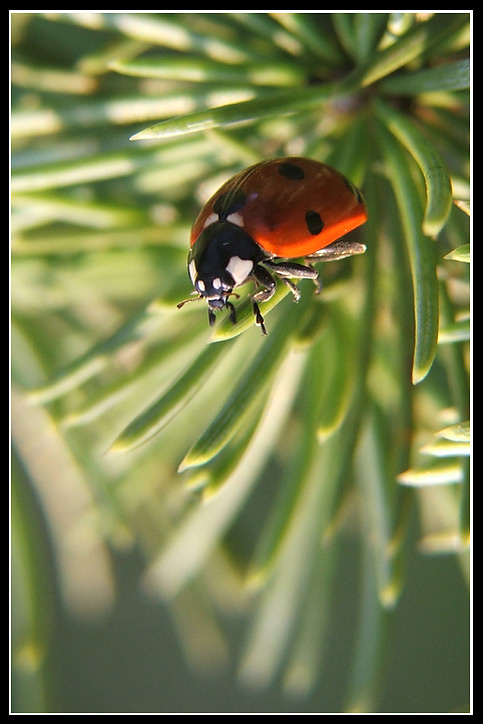 coccinella1rj.jpg