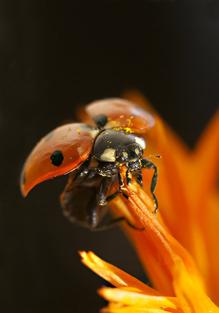 coccinella2.jpg
