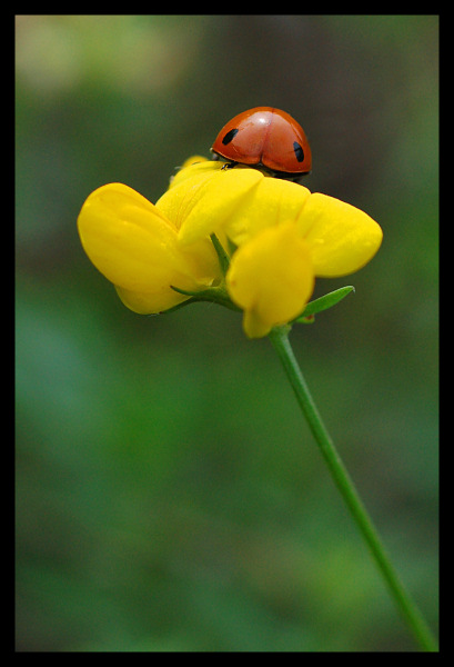 coccinella2i.jpg