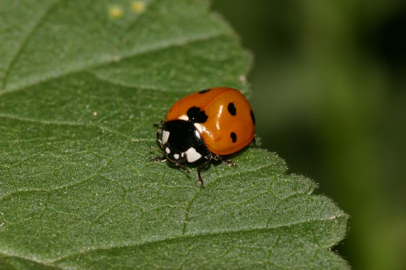 Coccinella3.jpg