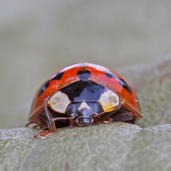 coccinella3.jpg