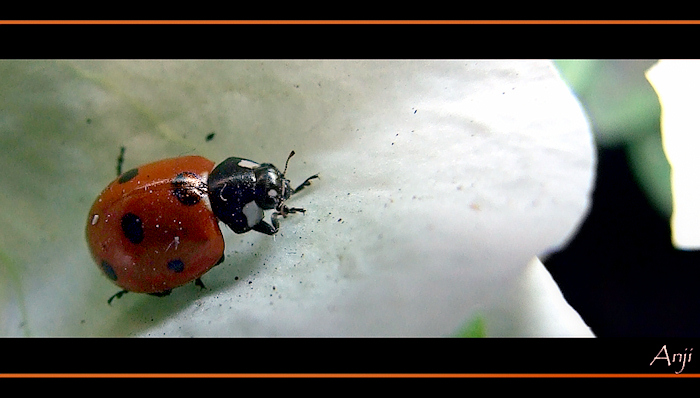 coccinella.jpg