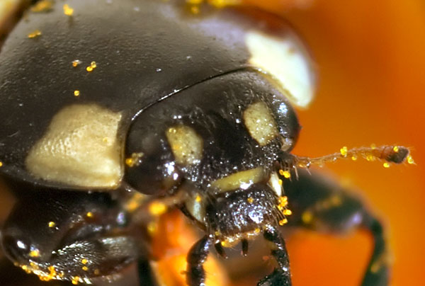 coccinella.jpg