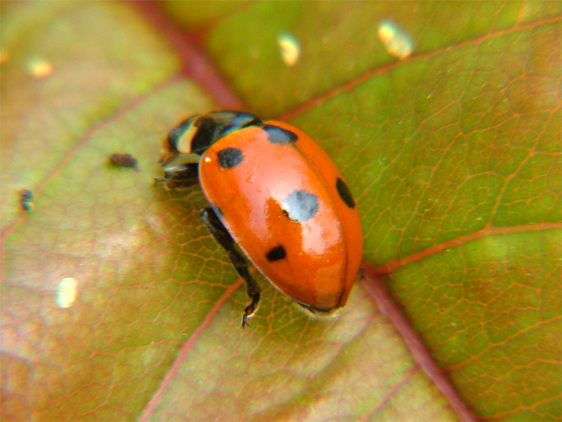 coccinella.jpg