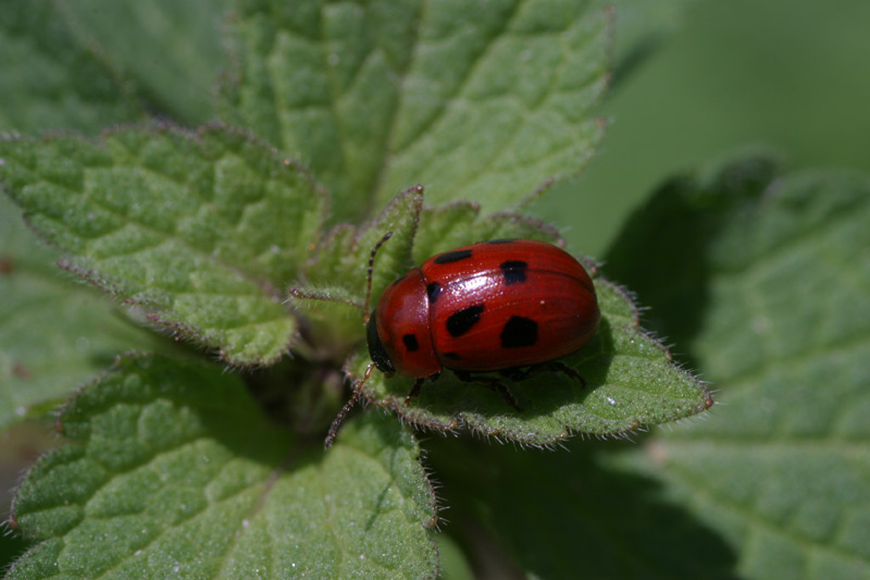 coccinella.jpg