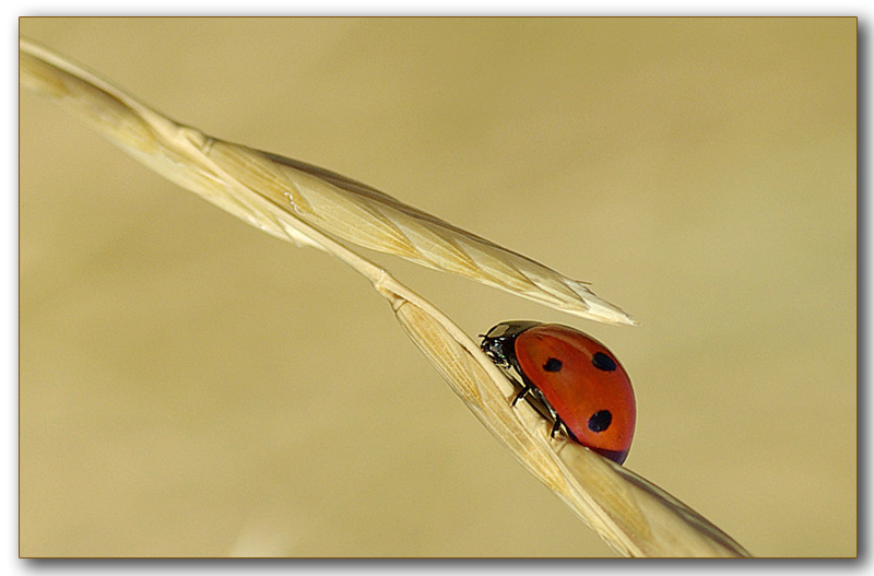 Coccinella 1 copia senza riflesso.jpg
