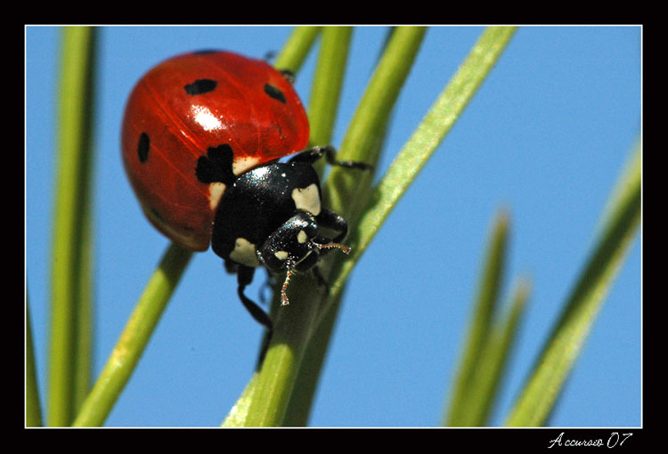 Coccinella 2.jpg