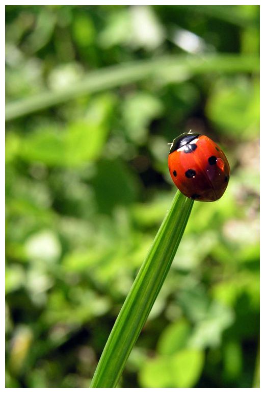 coccinella.jpg