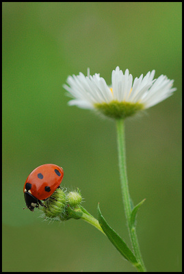 coccinella 5ii.jpg