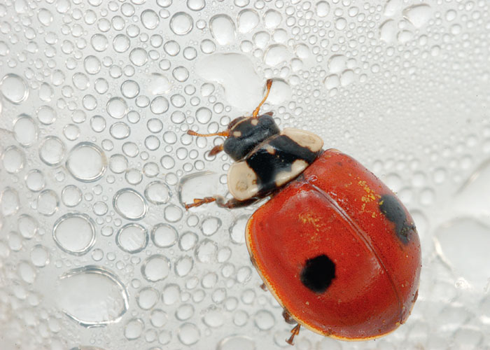 COCCINELLA.jpg