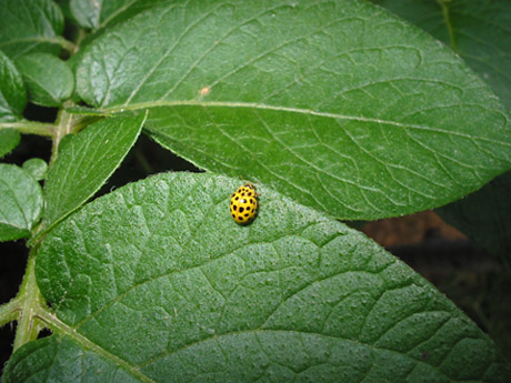 coccinella gialla.jpg
