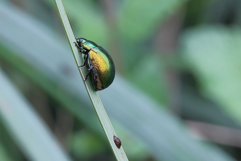 coccinella verde.jpg
