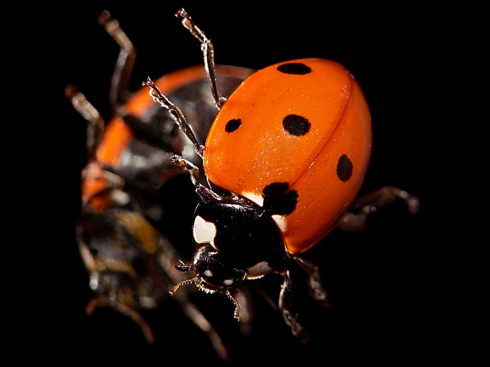 CoccinellaAlloSpecchio1_resize.jpg