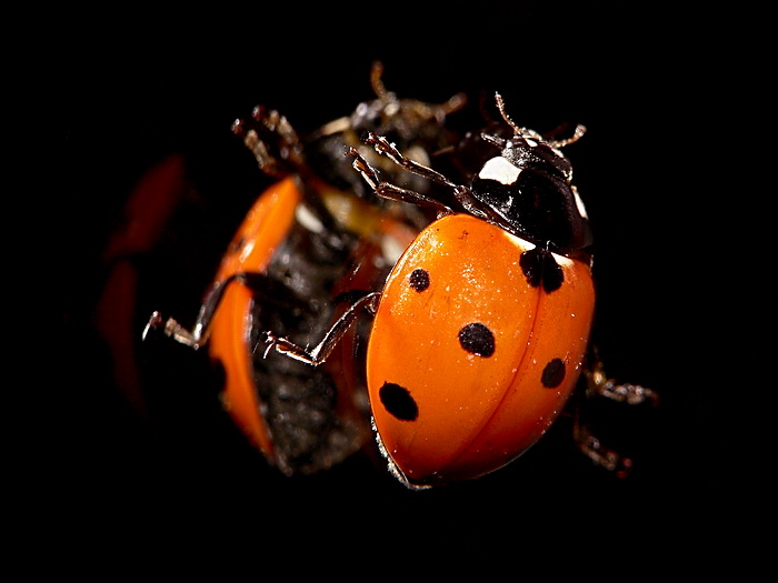 CoccinellaAlloSpecchio2_resize.jpg