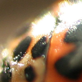 coccinellacrop.jpg