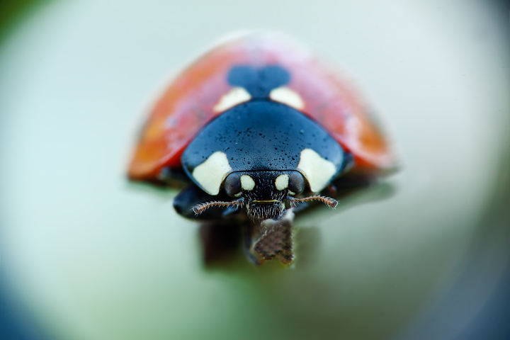 Coccinellaraw.jpg
