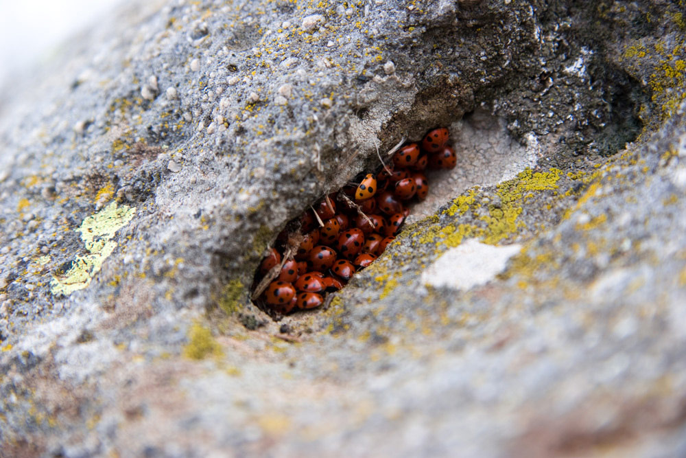 Coccinelle.jpg