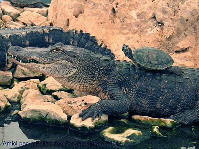 coccodrillo.jpg