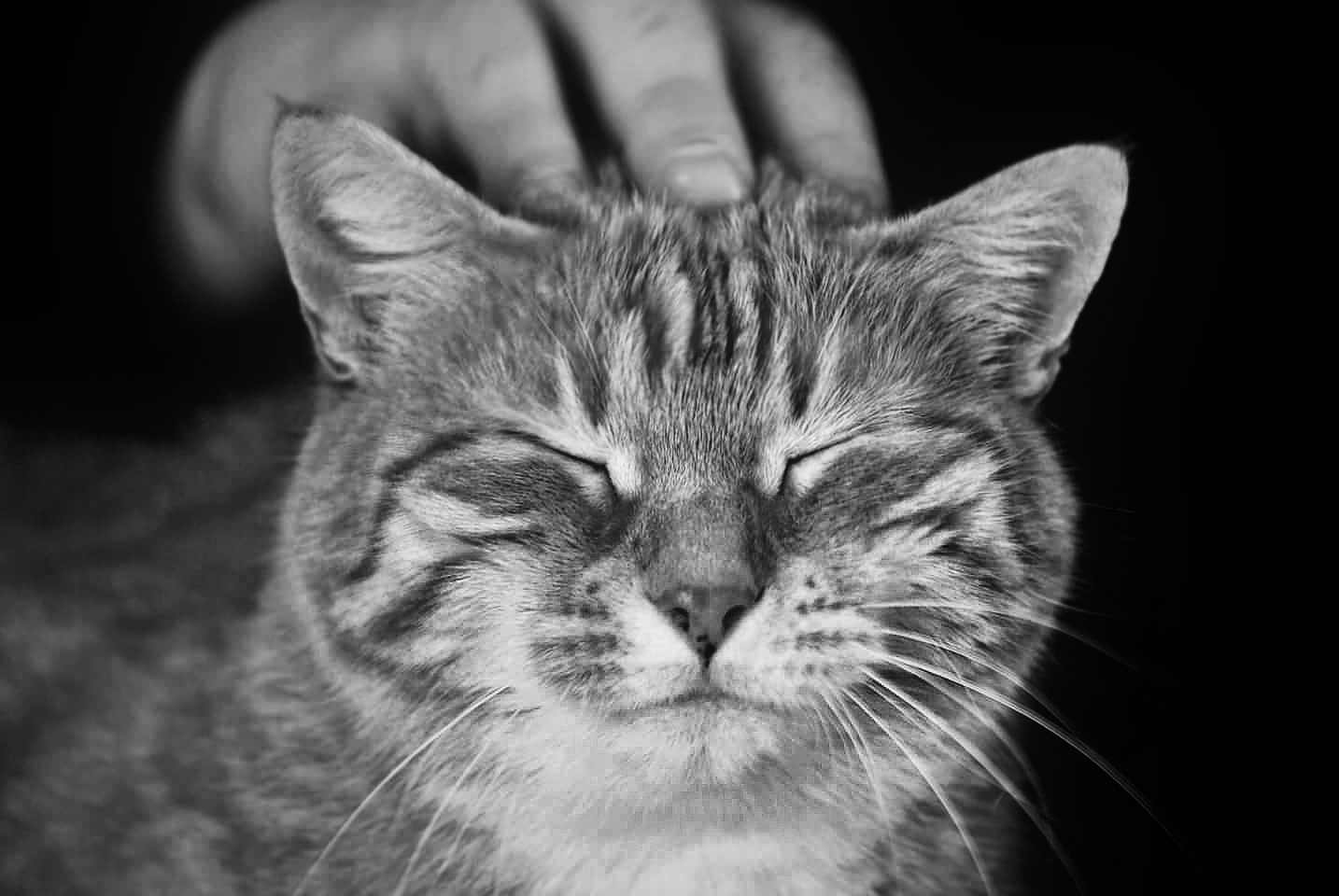 coccole.jpg