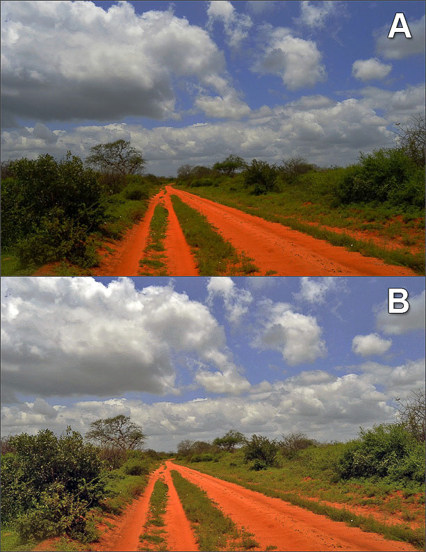coccomaria_ded_road wild.jpg