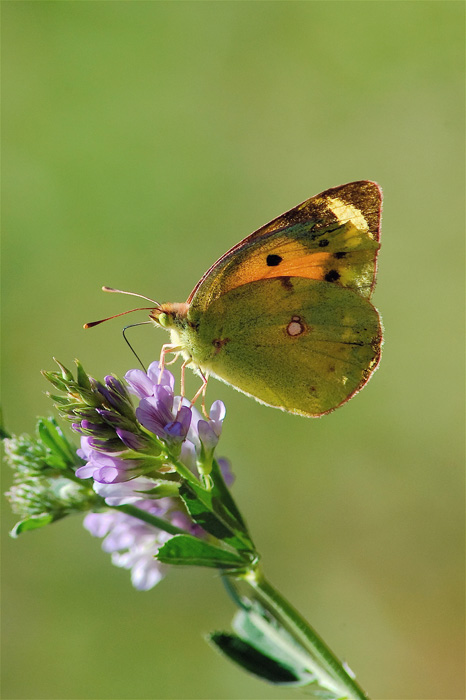 Colias2.jpg