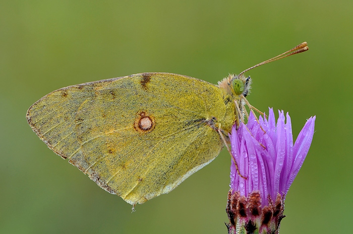 colias700.jpg