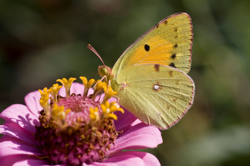 Colias hyale orig.jpg