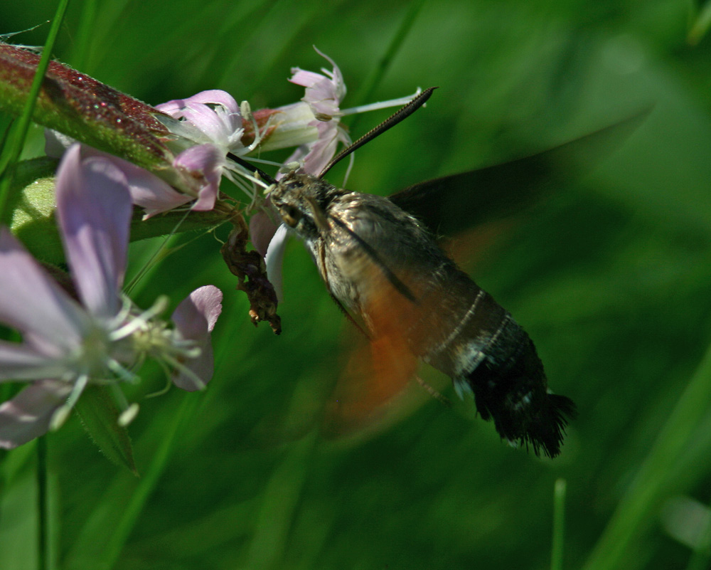 colibrì2.jpg