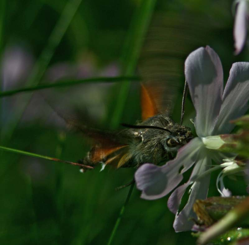 colibrì3.jpg