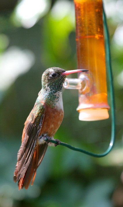 colibrì6 forum.jpg