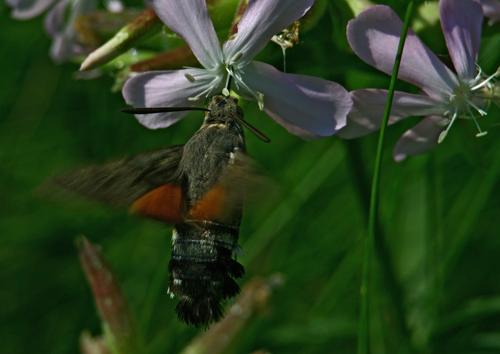 colibrì.jpg